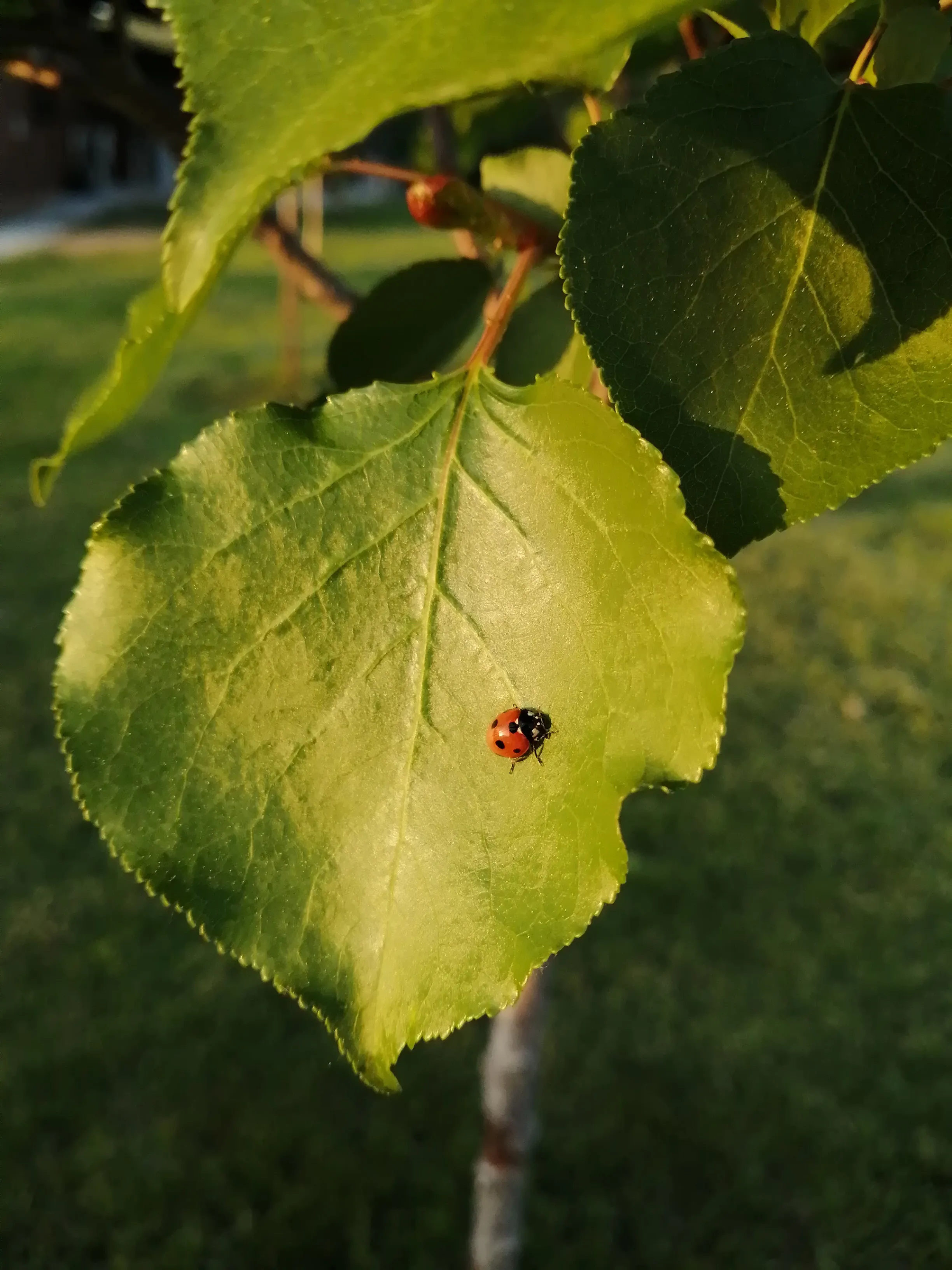 Coltivazione metodo naturale