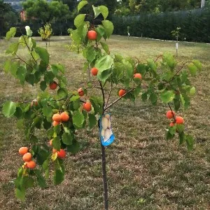 Frutteto Madeko